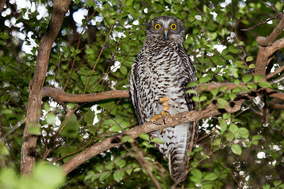 Powerful Owl (Ninox strenua)